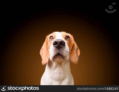 Beautiful beagle dog isolated on black background. Studio shoot. looking up, headshoot portrait.. Beautiful beagle dog isolated on black background. Studio shoot. looking up, headshoot portrait