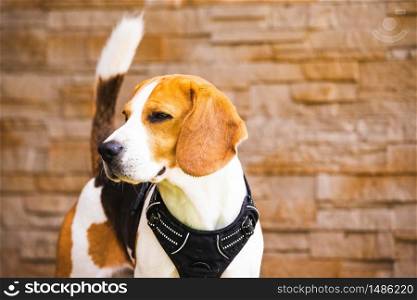 Beautiful beagle dog on bricked wall background outdoors. Copy space on right.. Beautiful beagle dog on bricked wall background outdoors. Copy space on right