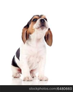 Beautiful beagle puppi brown and black. Beautiful beagle puppi brown and black isolated on a white background
