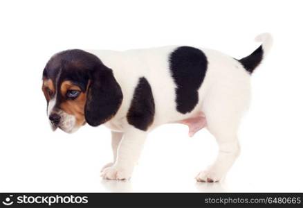Beautiful beagle puppi brown and black. Beautiful beagle puppi brown and black isolated on a white background
