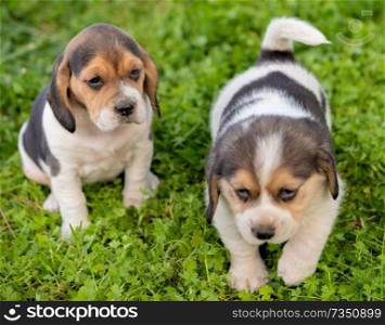 Beautiful beagle puppies brown and black on the green grass