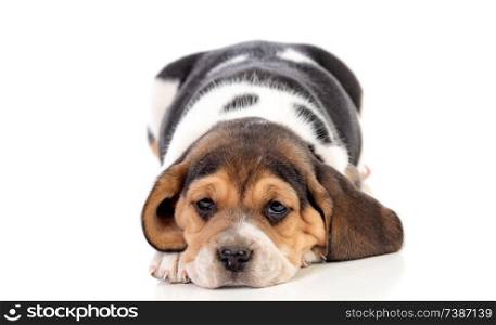 Beautiful beagle puppy brown and black isolated on a white background