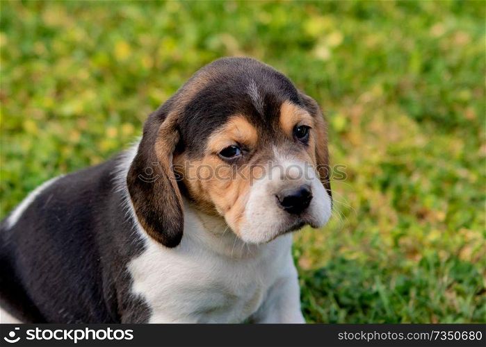 Beautiful beagle puppy brown and black on the green grass
