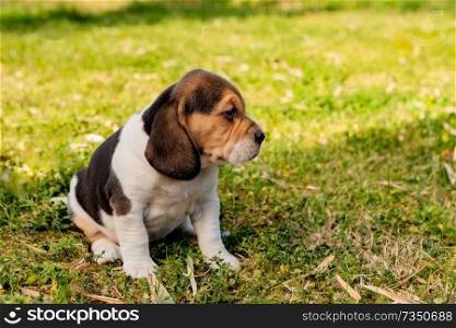 Beautiful beagle puppy brown and black on the green grass