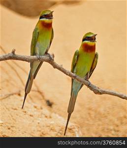 Beautiful Bee-eater bird, Blue-tailed Bee-eater (Merops philippinus) , breast profile, standing on a branch