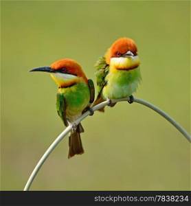 Beautiful Bee-eater bird, Chestnut-headed Bee-eater (Merops leschenaulti), sitting on a branch