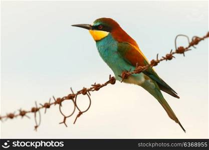Beautiful bee-eater on a barbed wire