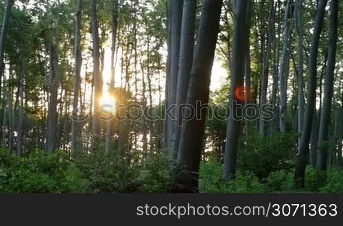 Beautiful beech forest with sunlight