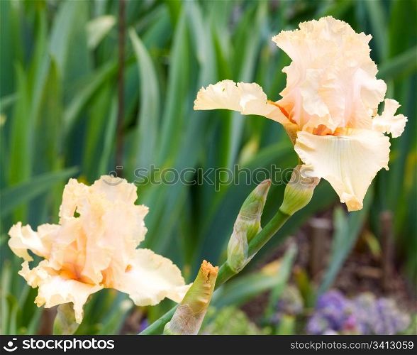 beautiful beige iris flower on flower-bed