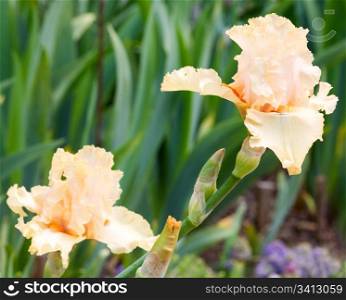 beautiful beige iris flower on flower-bed
