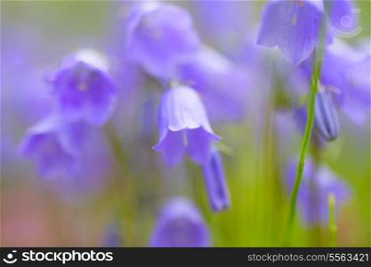 Beautiful bellflowers close up. Floral field. Shallow focus.