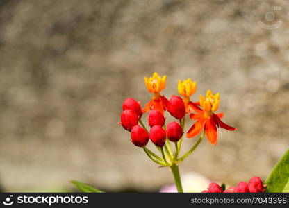 Beautiful belly plant flowers flowers in nature background