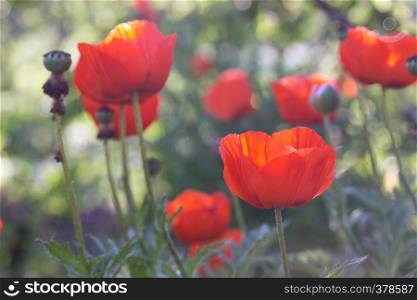 beautiful big poppies in the garden, close up
