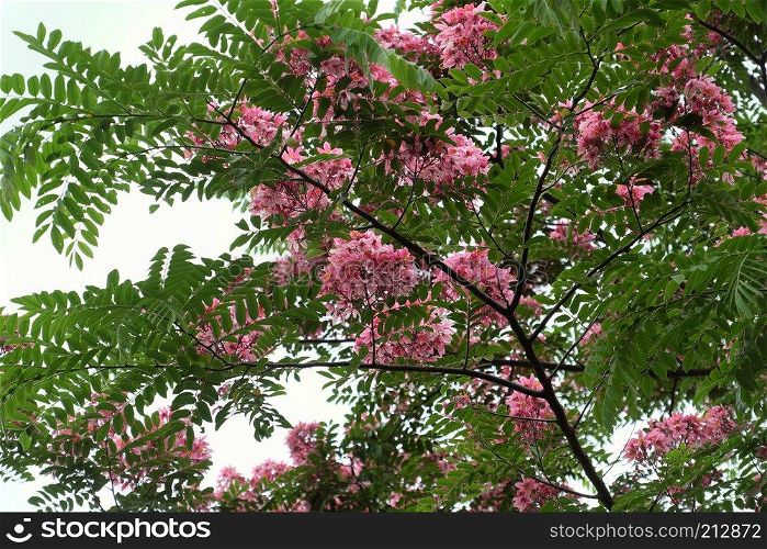 Beautiful big tree with pink flower, vermilion flamboyant tree bloom in vibrant color on day