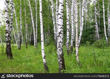 Beautiful birch trees. A summer landscape.