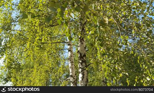 Beautiful birch trees lit by sunlight