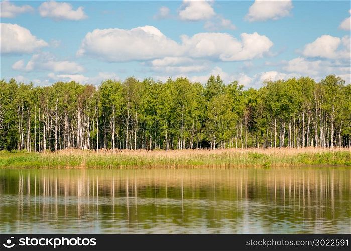 beautiful birch trees on the shore of a calm lake on a sunny day