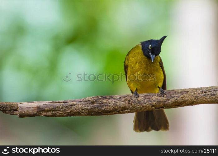 Beautiful bird Black-crested Bulbul , Pycnonotus melanicterus perched on a branch