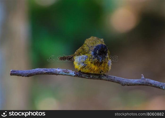 Beautiful bird Black-crested Bulbul , Pycnonotus melanicterus playing water in summer on hot days