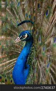 beautiful bird Blue Peafowl with open tail