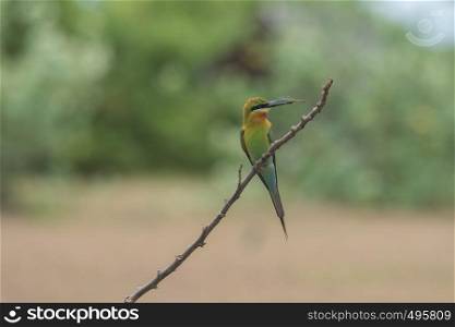 beautiful bird Blue tailed Bee eater on a branch.(Merops philippinus)