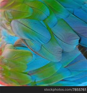 Beautiful bird feathers background of Greenwinged Macaw feathers pattern