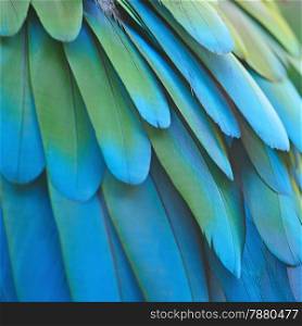 Beautiful bird feathers, Greenwinged Macaw feathers pattern background
