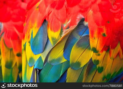 Beautiful bird feathers, Scarlet Macaw feathers pattern background
