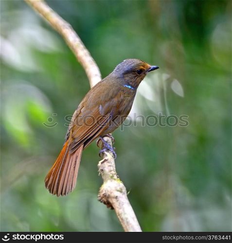 Beautiful bird, female Large Niitawa (Niltawa grandis) back profile on a branch