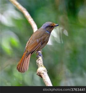 Beautiful bird, female Large Niitawa (Niltawa grandis) back profile on a branch