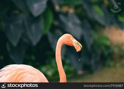 Beautiful bird flamingo orange on nature green tropical plant background / Caribbean flamingo