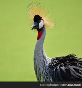 Beautiful bird, Grey Crowned Crane with blue eye and red wattle, head profile