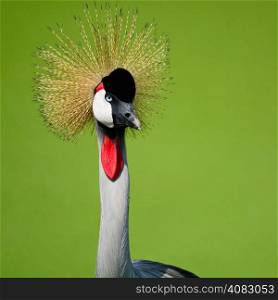Beautiful bird, Grey Crowned Crane with blue eye and red wattle, head profile