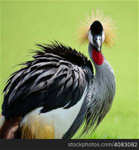 Beautiful bird, Grey Crowned Crane with blue eye and red wattle, head profile