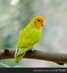 Beautiful bird, Lovebird, standing on the log, back profile