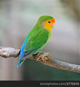 Beautiful bird, Lovebird, standing on the log, back profile