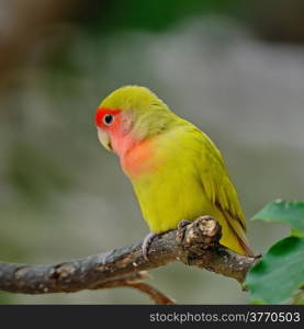 Beautiful bird, Lovebird, standing on the log, breast profile