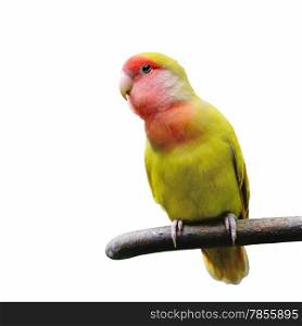 Beautiful bird, Lovebird, standing on the log, breast profile, isolated on a white background