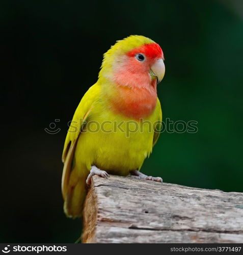 Beautiful bird, Lovebird, standing on the log, face and breast profile