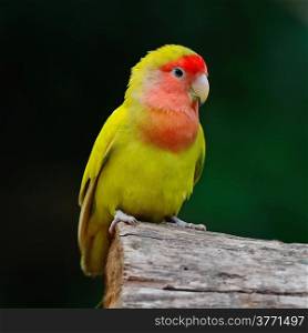 Beautiful bird, Lovebird, standing on the log, face and breast profile