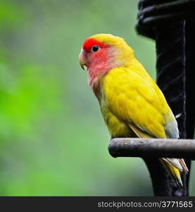 Beautiful bird, Lovebird, standing on the steel rod, side profile