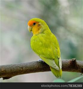 Beautiful bird, Lovebird, standingon a branch, back profile