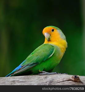 Beautiful bird, Lovebird, standingon the log, breast profile