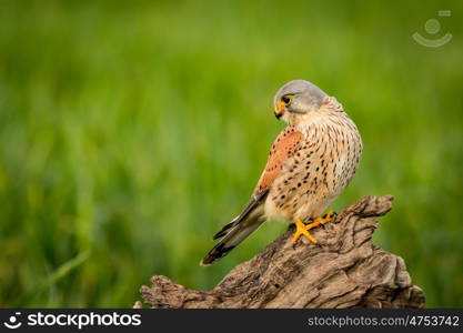 Beautiful bird of prey on a trunk with a natural green background