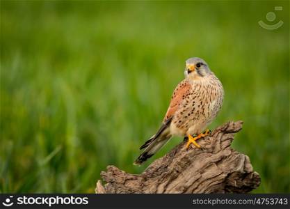Beautiful bird of prey on a trunk with a natural green background