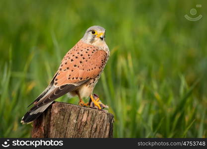 Beautiful bird of prey on a trunk with a natural green background