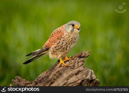 Beautiful bird of prey on a trunk with a natural green background