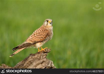 Beautiful bird of prey perched on a wooden log