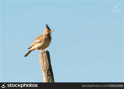 Beautiful bird on a stick with the sky of background