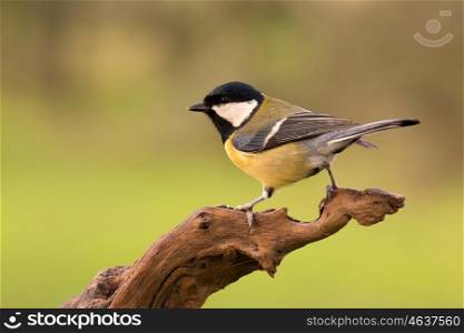 Beautiful bird perched on a log in nature
